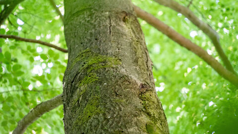 Blick von unten in eine Baumkrone