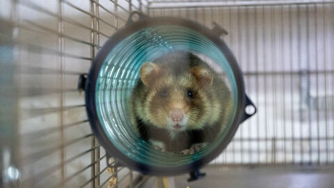 Feldhamster in der Aufzuchtstation Langgöns