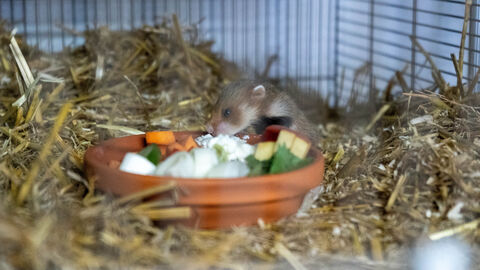 Feldhamster in der Aufzuchtstation Langgöns