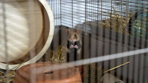 Feldhamster in der Aufzuchtstation Langgöns