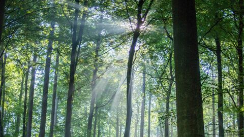 Blick in einen sonnendurchfluteten Wald beim Forstamt Hofbieber