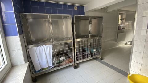 Katzenquarantäne in Alsfeld