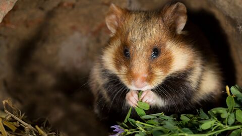 Feldhamster in Höhle und knabbert an einer Pflanze