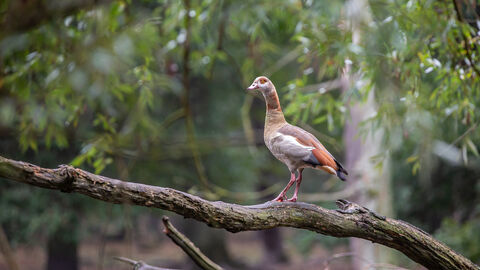 Nilgans  Nilgans auf einem Ast
