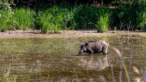Wildschwein Wildschwein in einem Teich