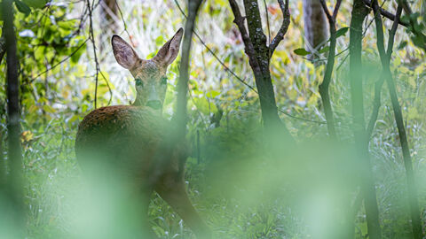 Reh im Wald Reh im Wald