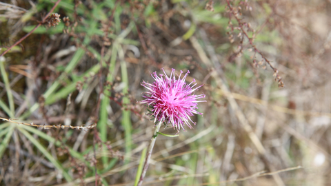Sand-Silberscharte Rosa blühende Sand-Silberscharte