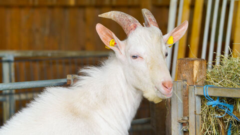 Eine weiße Ziege schaut in die Kamera