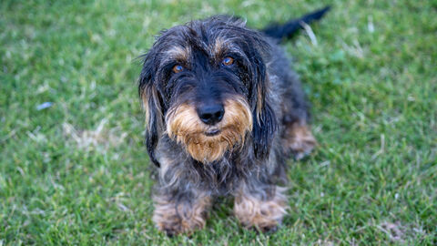 Ein Dackel schaut in die Kamera