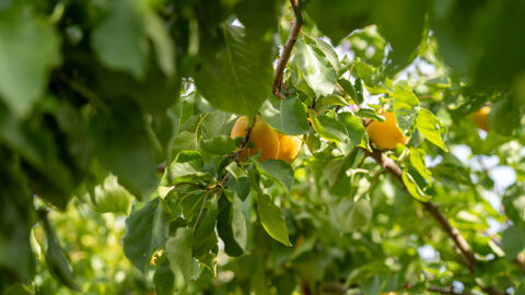 Reife Aprikosen am Baum