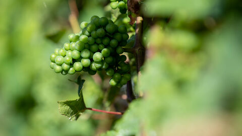 Der Weinbau ist ein wichtiger Teil der hessischen Landwirtschaft Trauben hängen am Rebstock