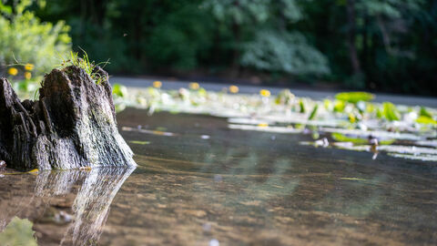 Blick auf einen See im Wald