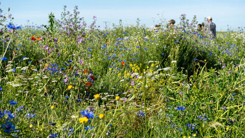 Blühstreifen sind wichtig für die Biodiversität Verschiedene Blumen blühen auf einem Feld