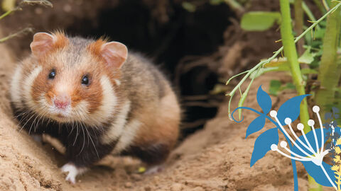 Ein Feldhamster schaut aus einem Erdloch. 