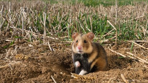 Ein Feldhamster sitzt auf einem Feld.