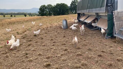 Hühner des Hofs Werragut vor einem mobilen Hühnerstall.
