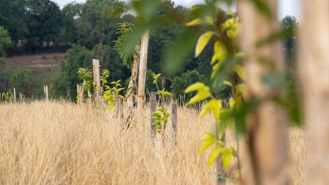 Anbaumethode dynamischer Agroforst Kleine Bäume auf einem Feld