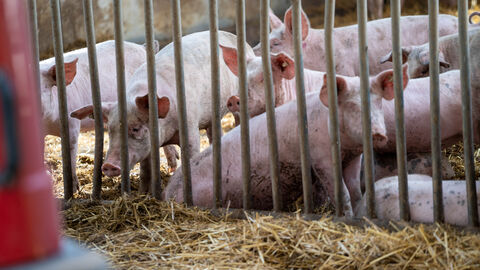 Schweine beim Betrieb Förster Schweine liegen im Stall im Stroh