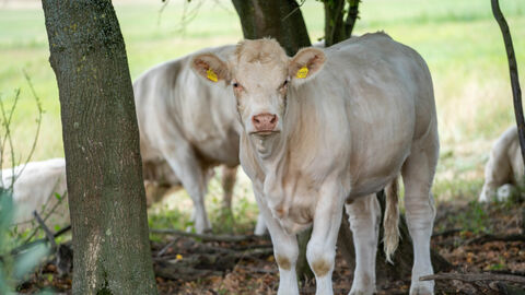 Eine Kuh steht unter Bäumen