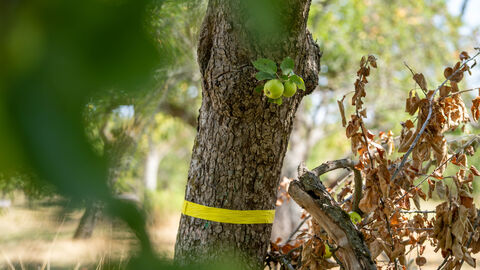 Obstbaum mit gelben Band - Jeder darf miternten Ein Obstbaum um dessen Stamm ein gelbes Band gewickelt ist