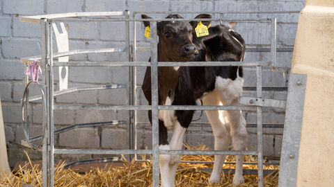 Ein Kälbchen im Stall