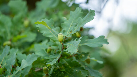 Forstvermehrung Eine grüne Eichel hängt an einem Ast