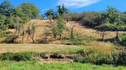 Odersbacher Hang  Eine grüne Landschaft - Bäume, Wiesen und Sträucher