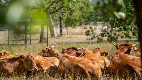 Braune Kühe liegen auf einer Weide