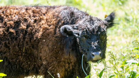 Eine Kuh auf einer Weide
