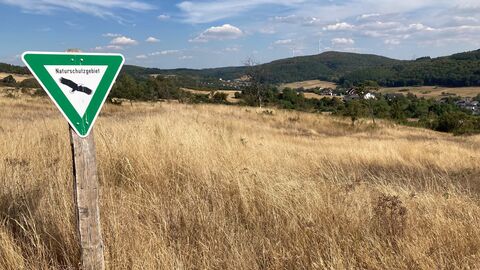 Magerrasen sind Lebensraum für teils seltene Insekten.