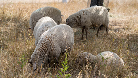 Das Land Hessen appelliert an Tierschalter, ihre Schafe, Rinder und Ziegen gegen die Blauzungenkrankheit impfen zu lassen. Schafe auf einer Wiese
