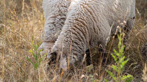 Schafe Schafe grasen auf einer Wiese