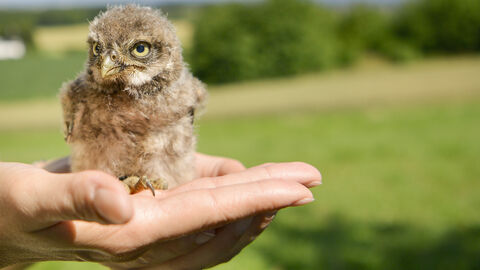 Ein junger Steinkauz auf einer Hand