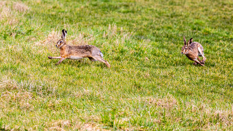 Zwei Feldhasen laufen über eine Wiese.
