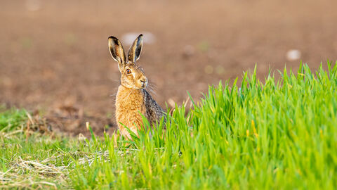 Ein Feldhase sitzt im Gras und schaut sich um. 