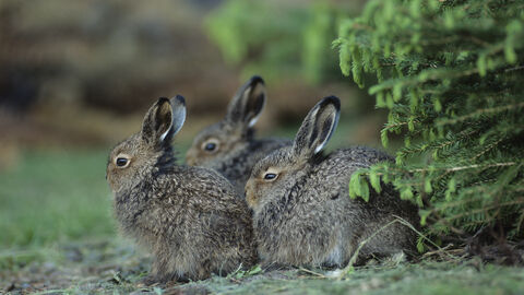 Drei Hasen sitzen bei einem Busch.