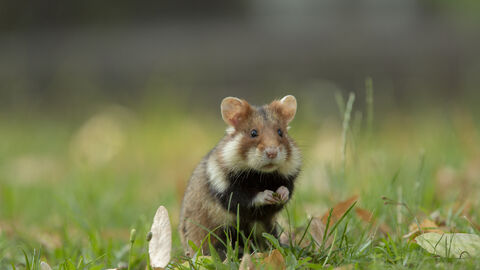Ein Feldhamster sitzt in einer Wiese.