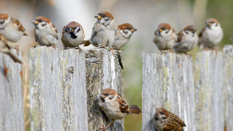 Mehrere Feldsperlinge sitzen auf einem Zaun.