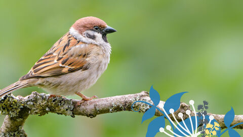 Ein Feldsperling sitzt auf einem Ast.