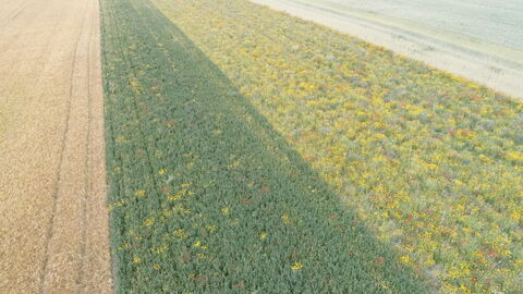 Ein Feld mit verschiedenen Pflanzenstreifen aus der Sicht von oben.