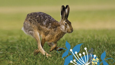 Ein Feldhase springt über Rasen.