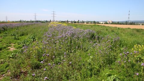 Ein Blühstreifen auf dem Feld.