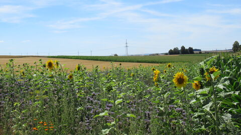 Blühstreifen mit Sonnenblumen an einem Feldrand.
