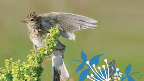 Eine Feldlerche sitzt auf Pflanze, kurz vor dem Abflug.
