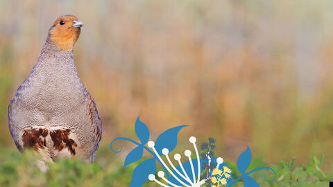 Ein Rebhuhn steht im Gras.