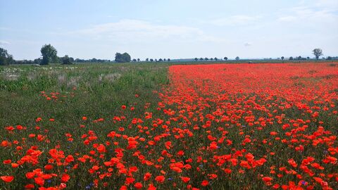 Ein Feld mit bunten Wildblumen.