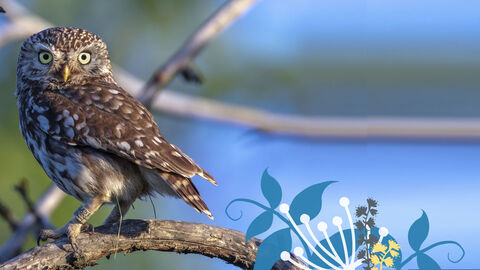 Ein Steinkauz sitzt auf einem Ast.