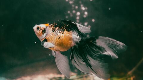 Ein orange-schwarzer Goldfisch schwimmt.