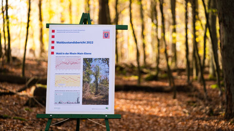 Plakat mit Ergebnissen des Waldzustandsberichts