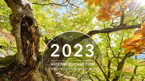 Laubwald mit Titel: "2023- Artenreiches Hessen. Wir schützen unsere Zukunft".